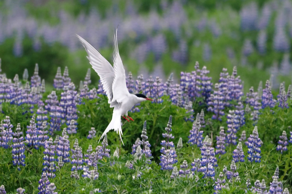 Arctic Tern - ML620570286