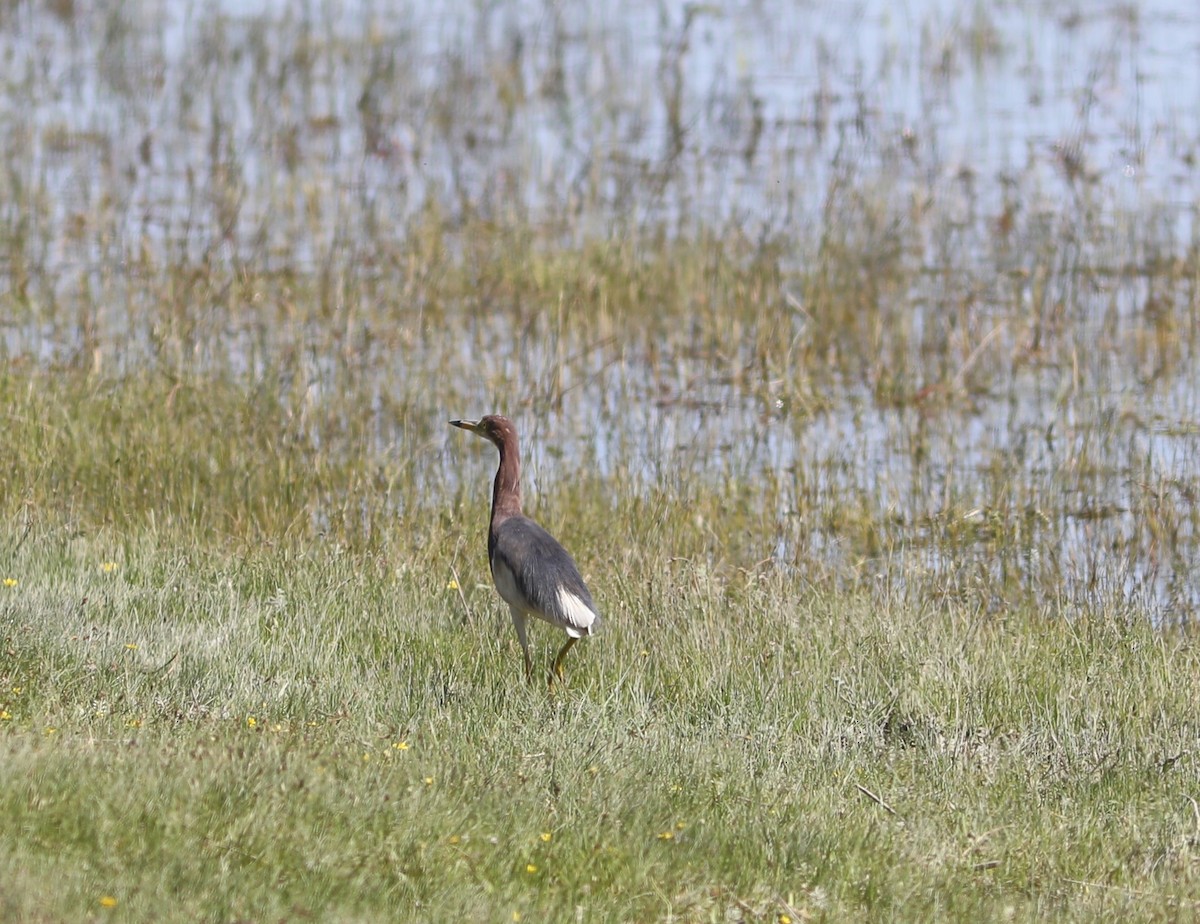 Chinese Pond-Heron - ML620570309