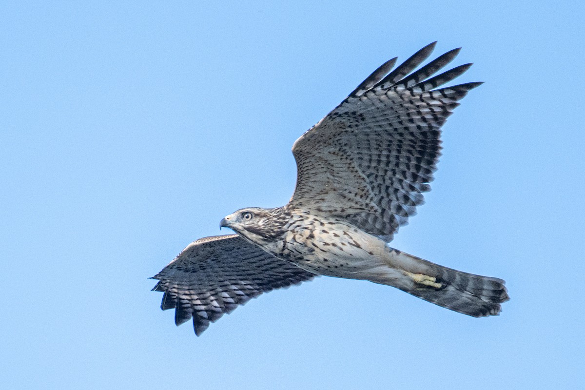 Red-shouldered Hawk - ML620570320