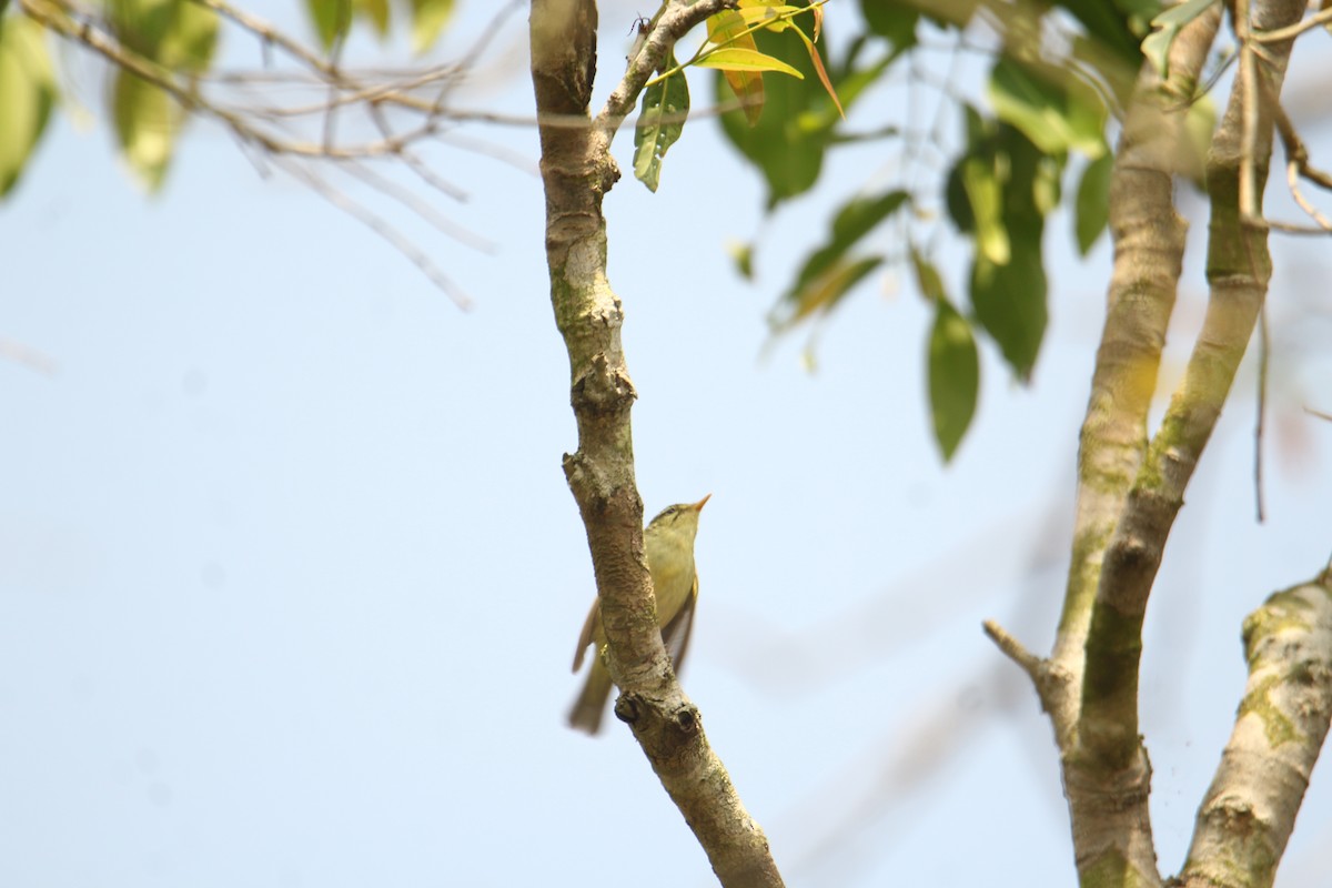 Greenish Warbler - ML620570325