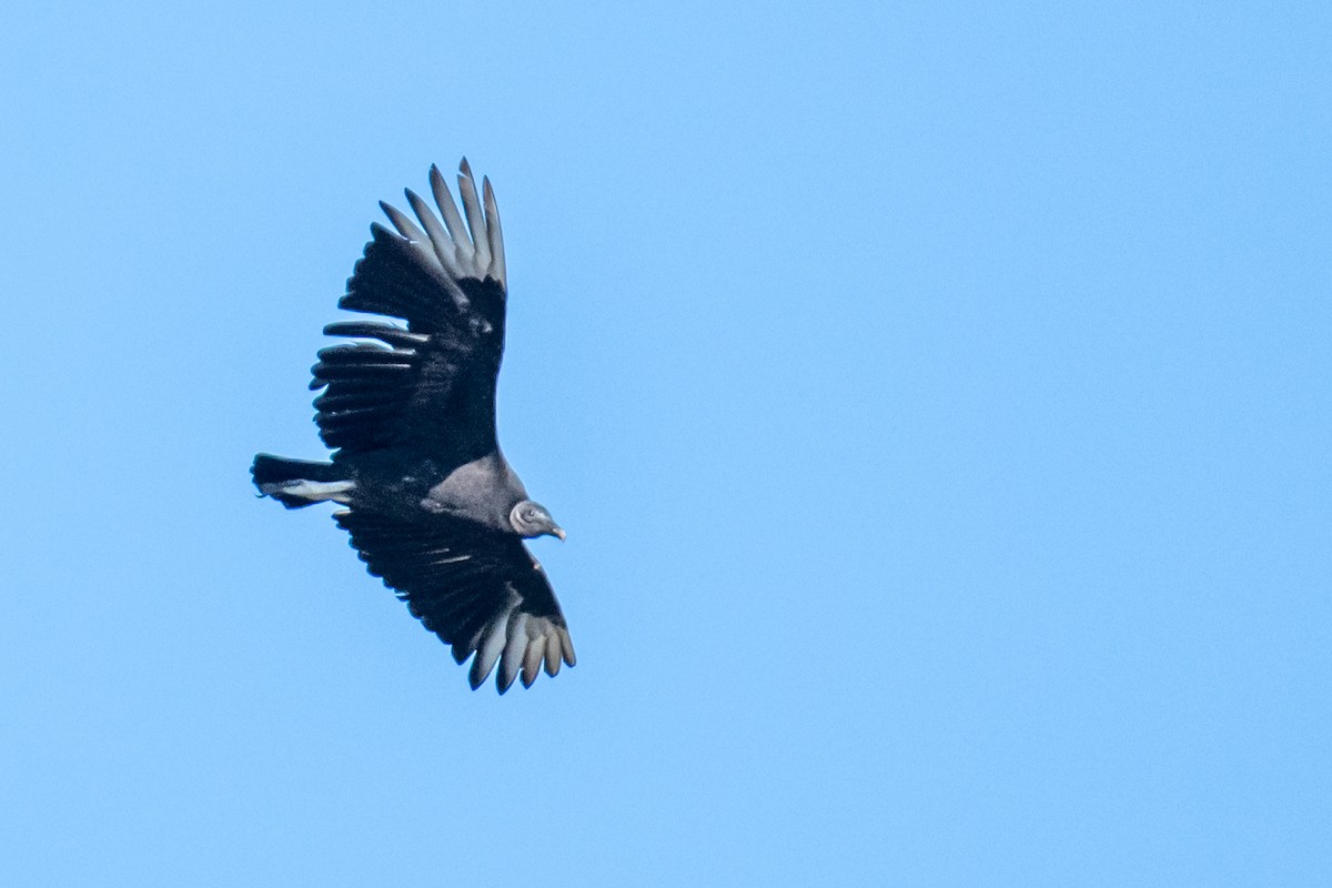 Black Vulture - ML620570328