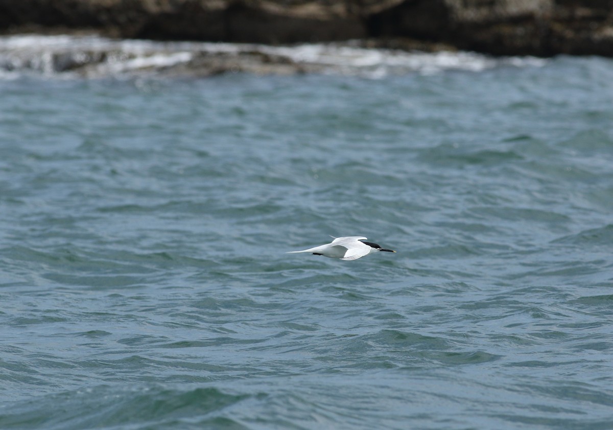 Sandwich Tern - ML620570346