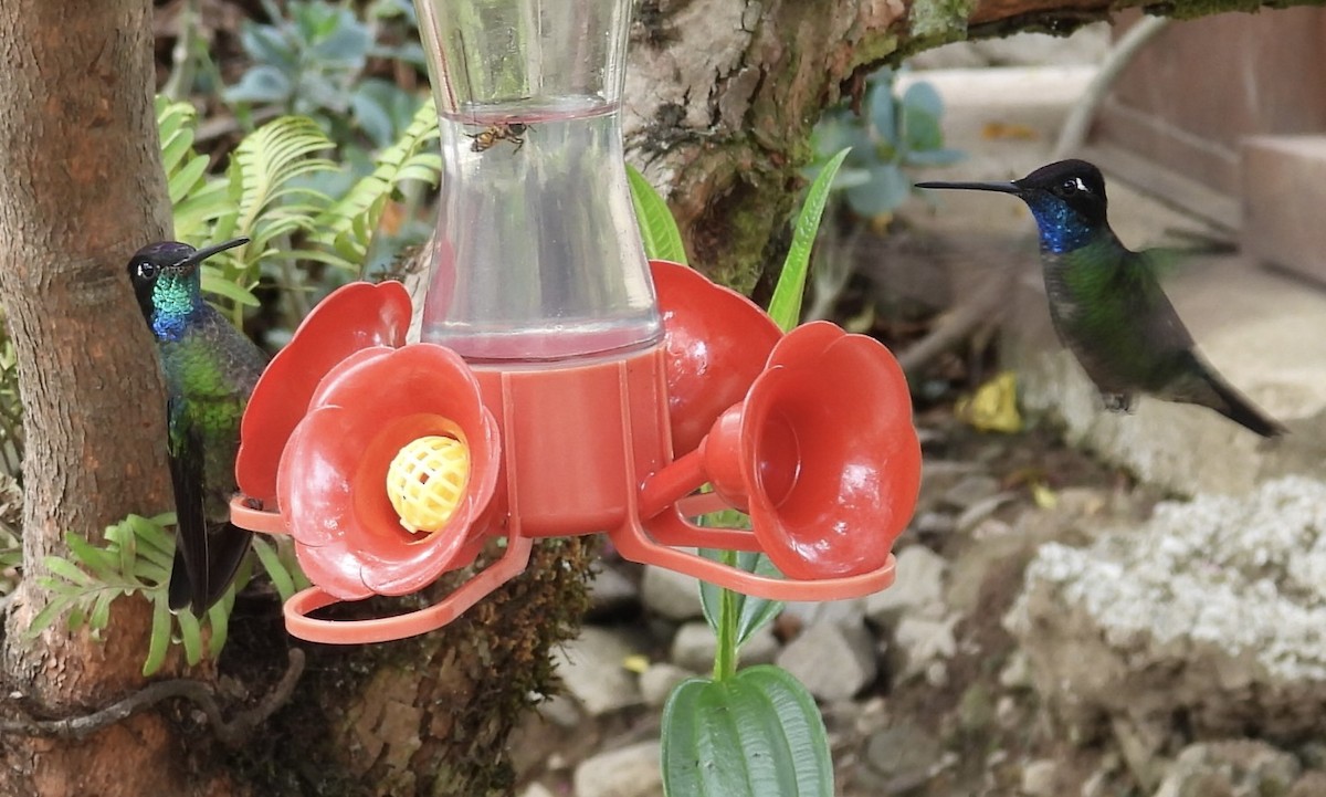 Talamanca Hummingbird - ML620570355