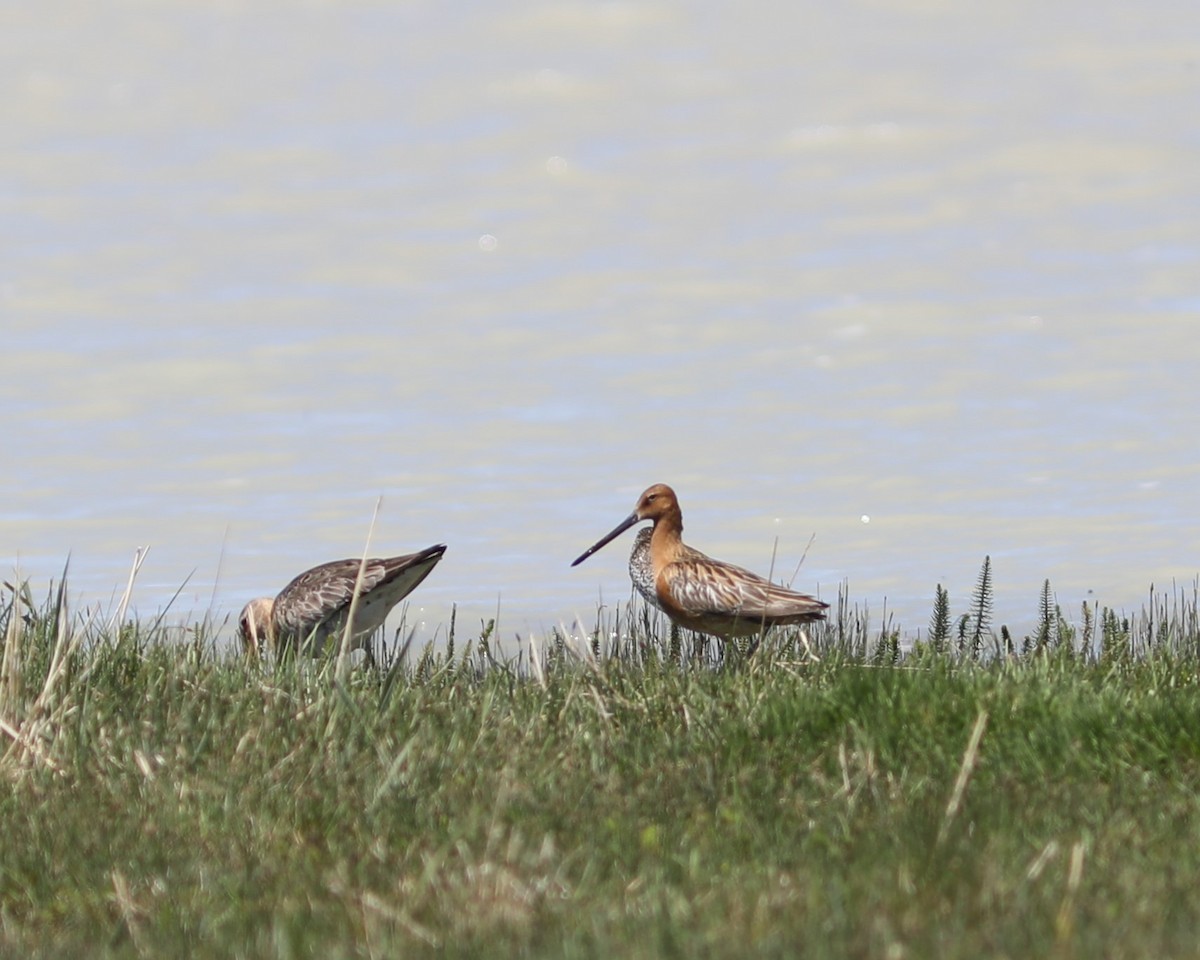 Asian Dowitcher - ML620570366