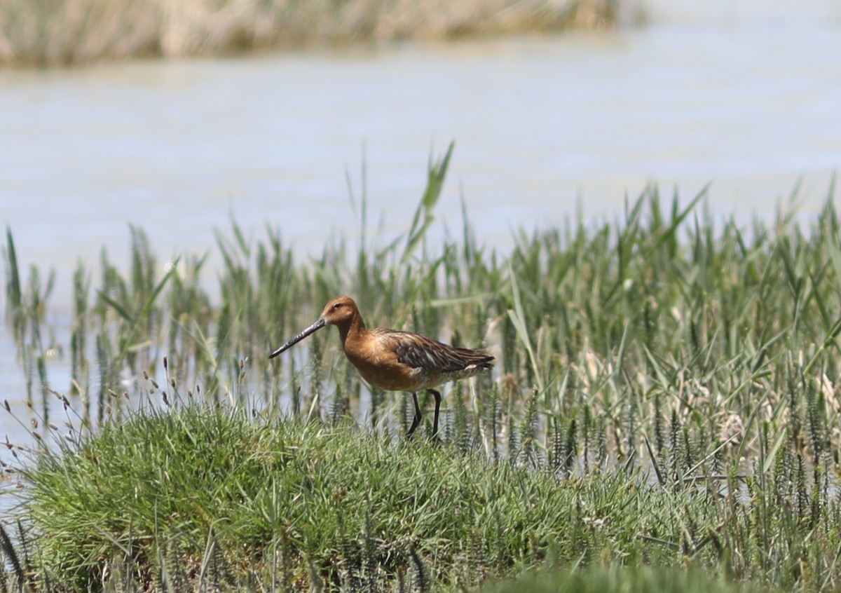 Asian Dowitcher - ML620570367