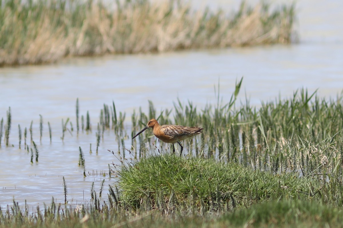 Asian Dowitcher - ML620570368