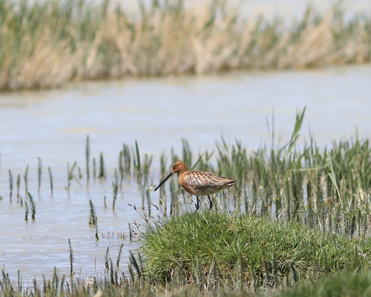 Asian Dowitcher - ML620570369