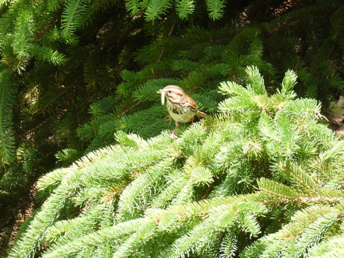 Song Sparrow - ML620570391