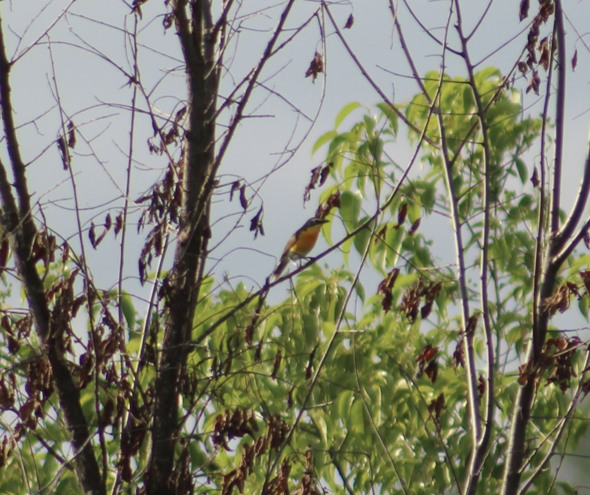 Yellow-breasted Chat - ML620570395