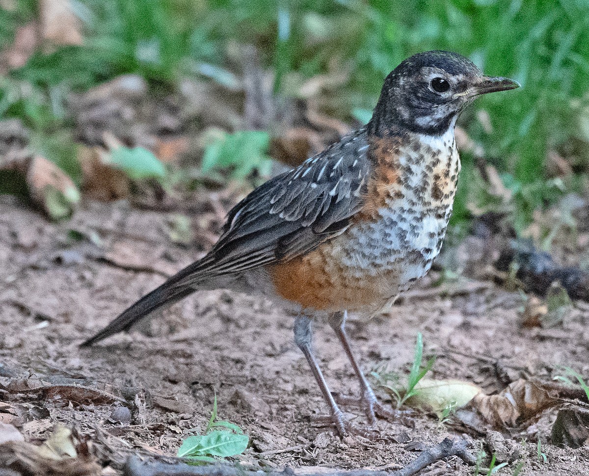 American Robin - ML620570416