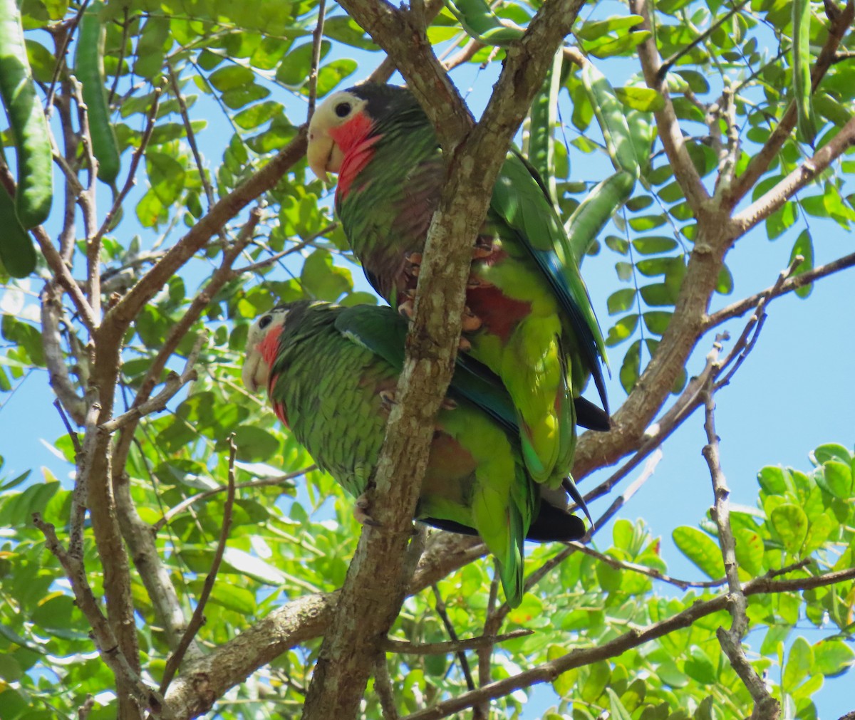 Kubaamazone (leucocephala) - ML620570417