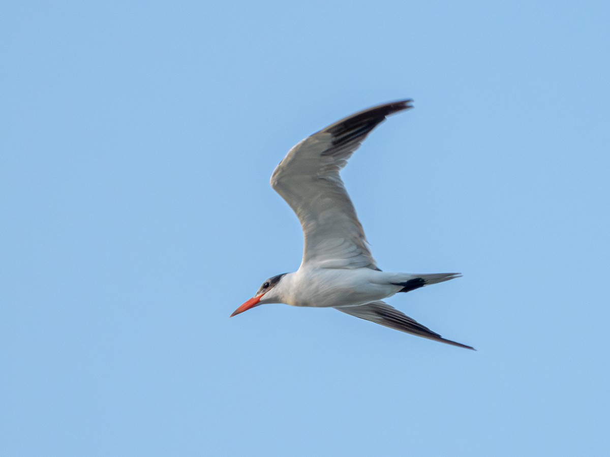 Caspian Tern - ML620570426