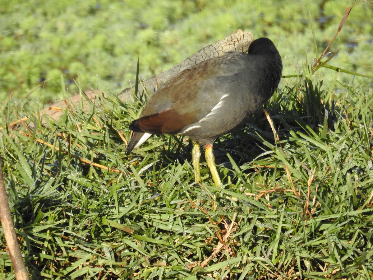 Common Gallinule - ML620570437