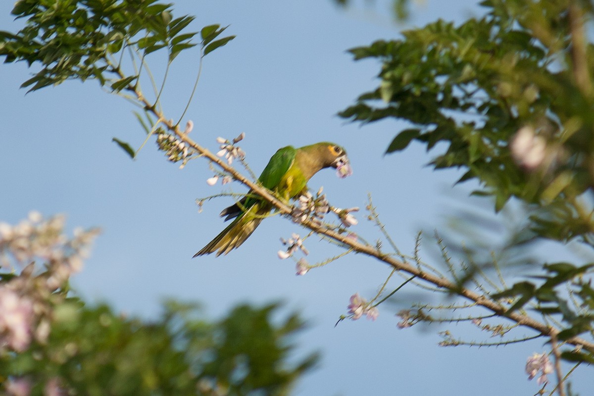 Aratinga Pertinaz - ML620570446