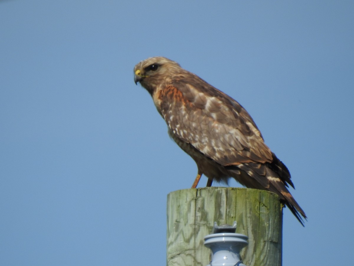 Red-shouldered Hawk - André St Pierre Aline Beauchemin