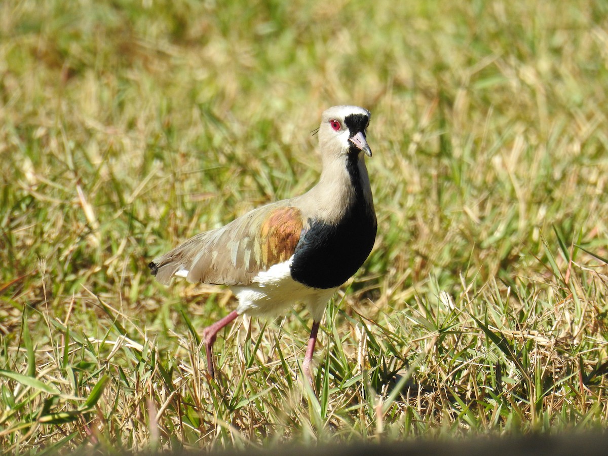 Southern Lapwing - ML620570458