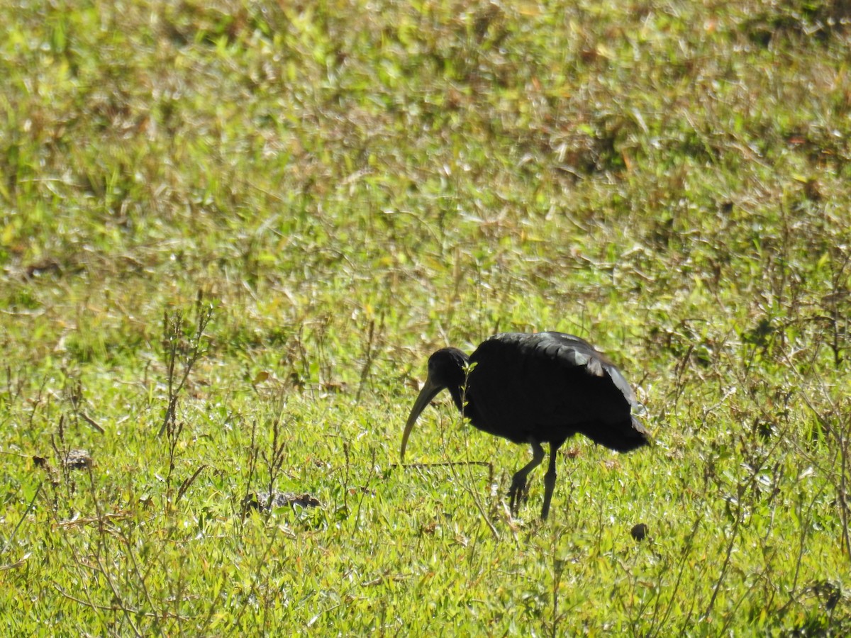 grønnakkeibis - ML620570471