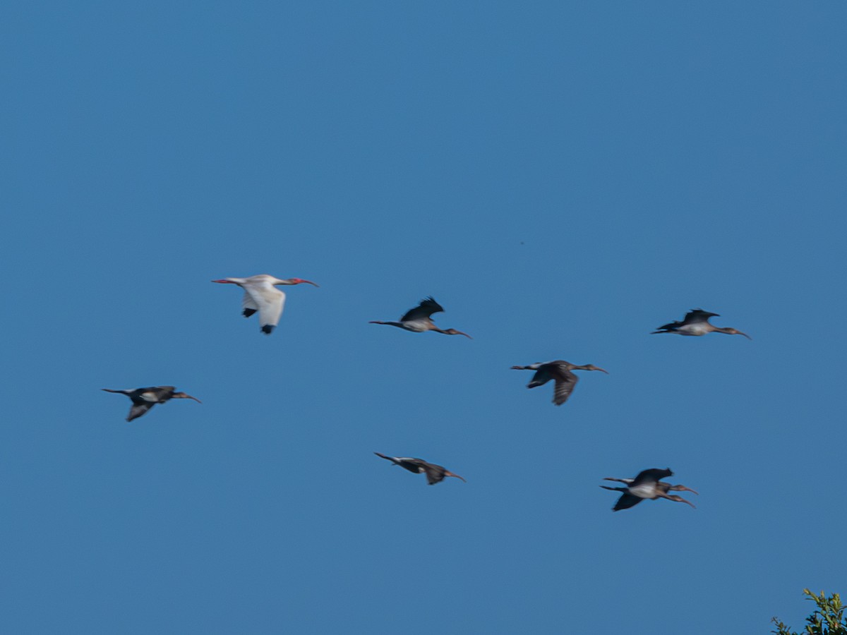 White Ibis - ML620570473