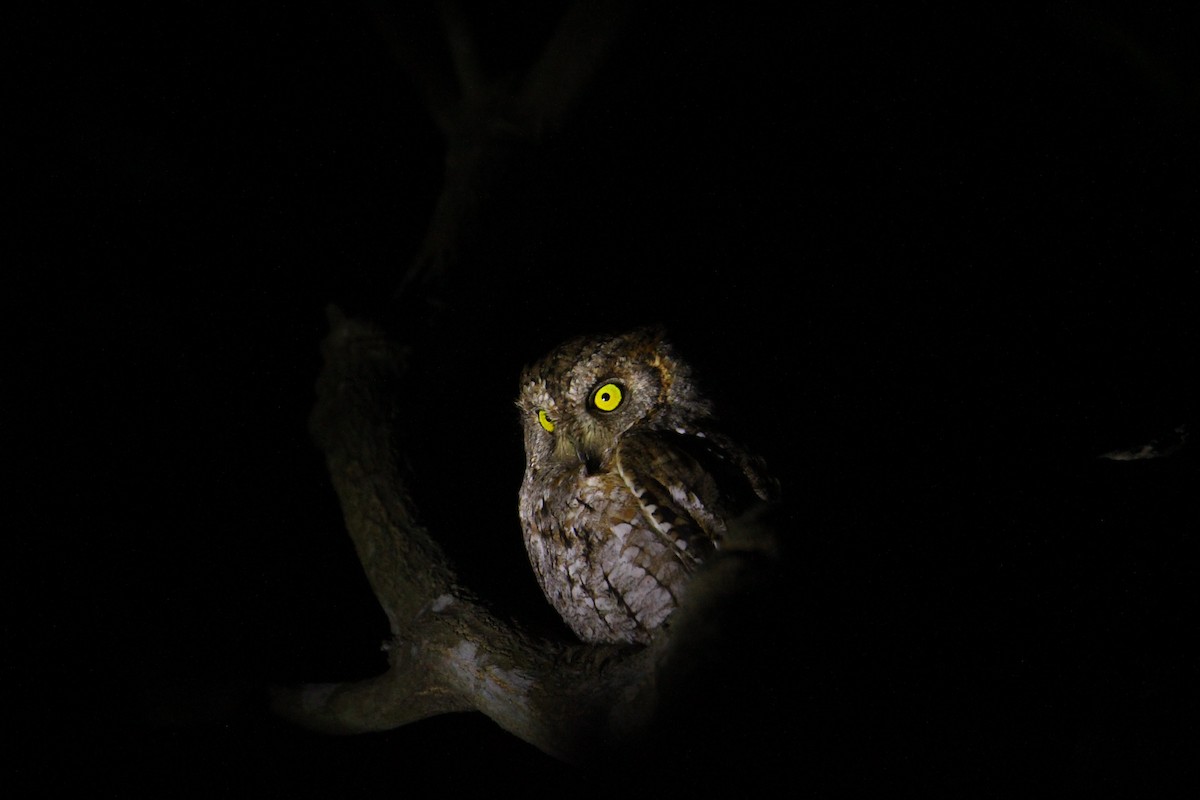 Oriental Scops-Owl - ML620570478