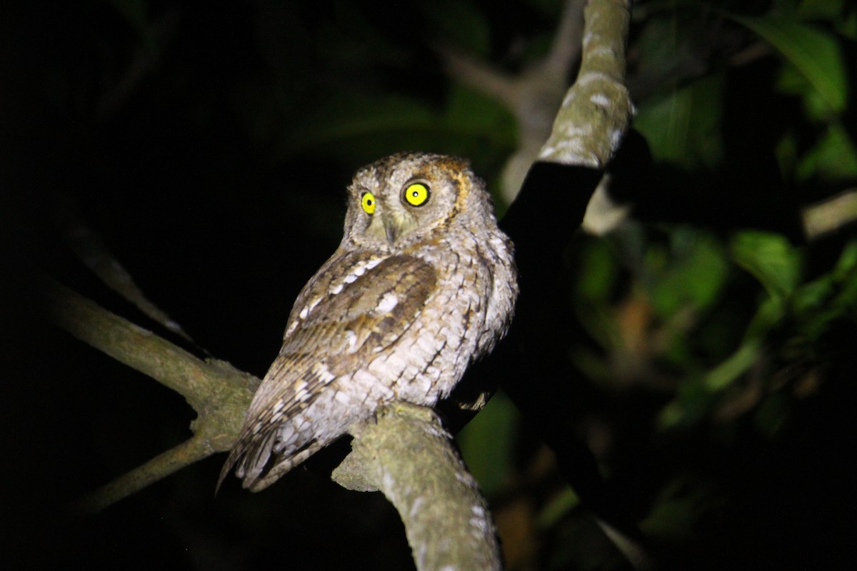 Oriental Scops-Owl - ML620570481