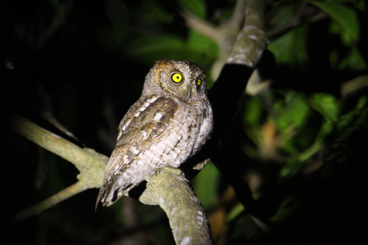 Oriental Scops-Owl - Karthick VS