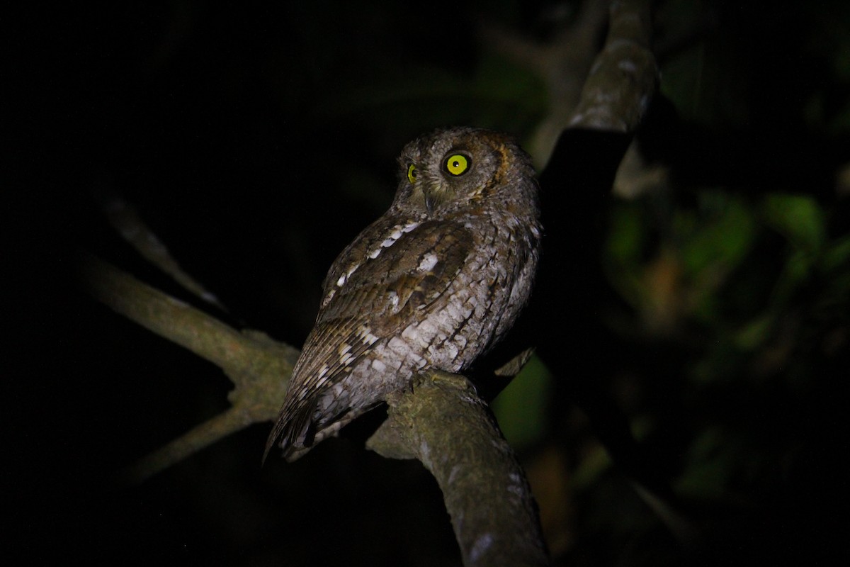 Oriental Scops-Owl - ML620570485