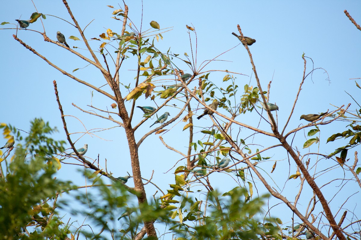 Blue-gray Tanager - Johanne Cousineau