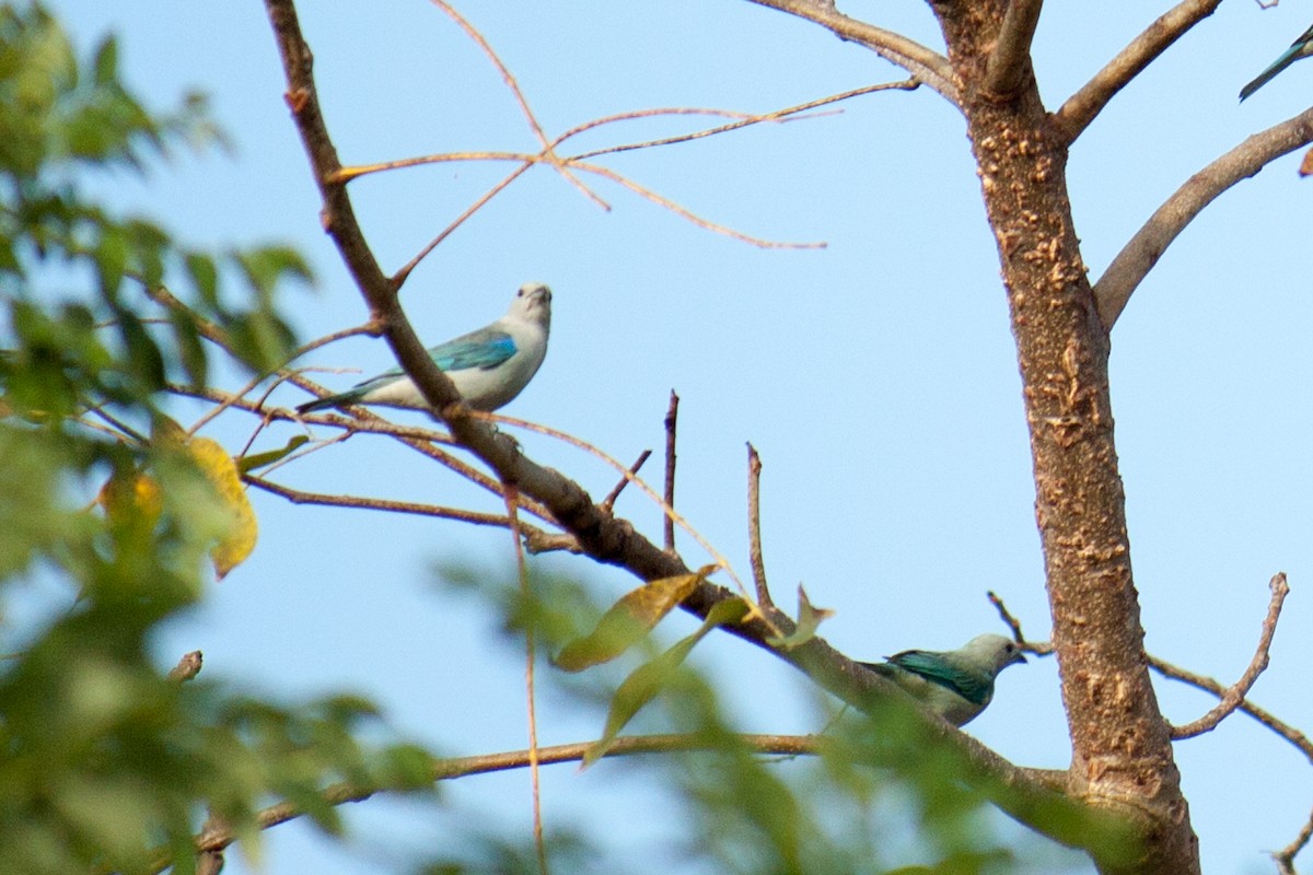 Blue-gray Tanager - ML620570490