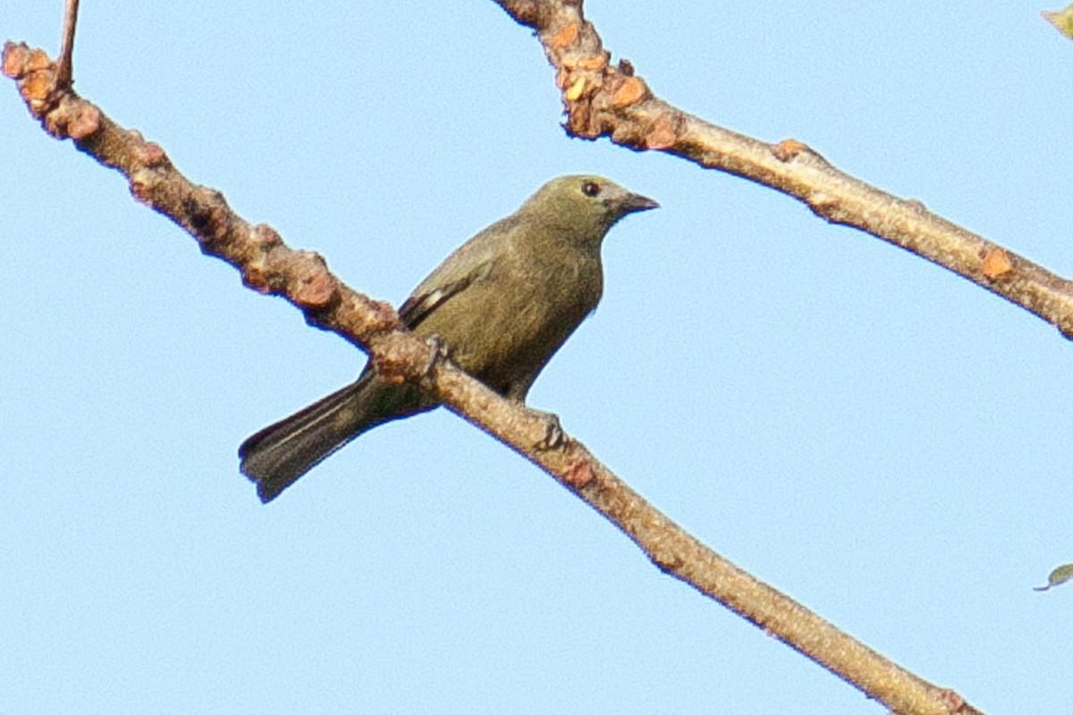 Palm Tanager - ML620570503