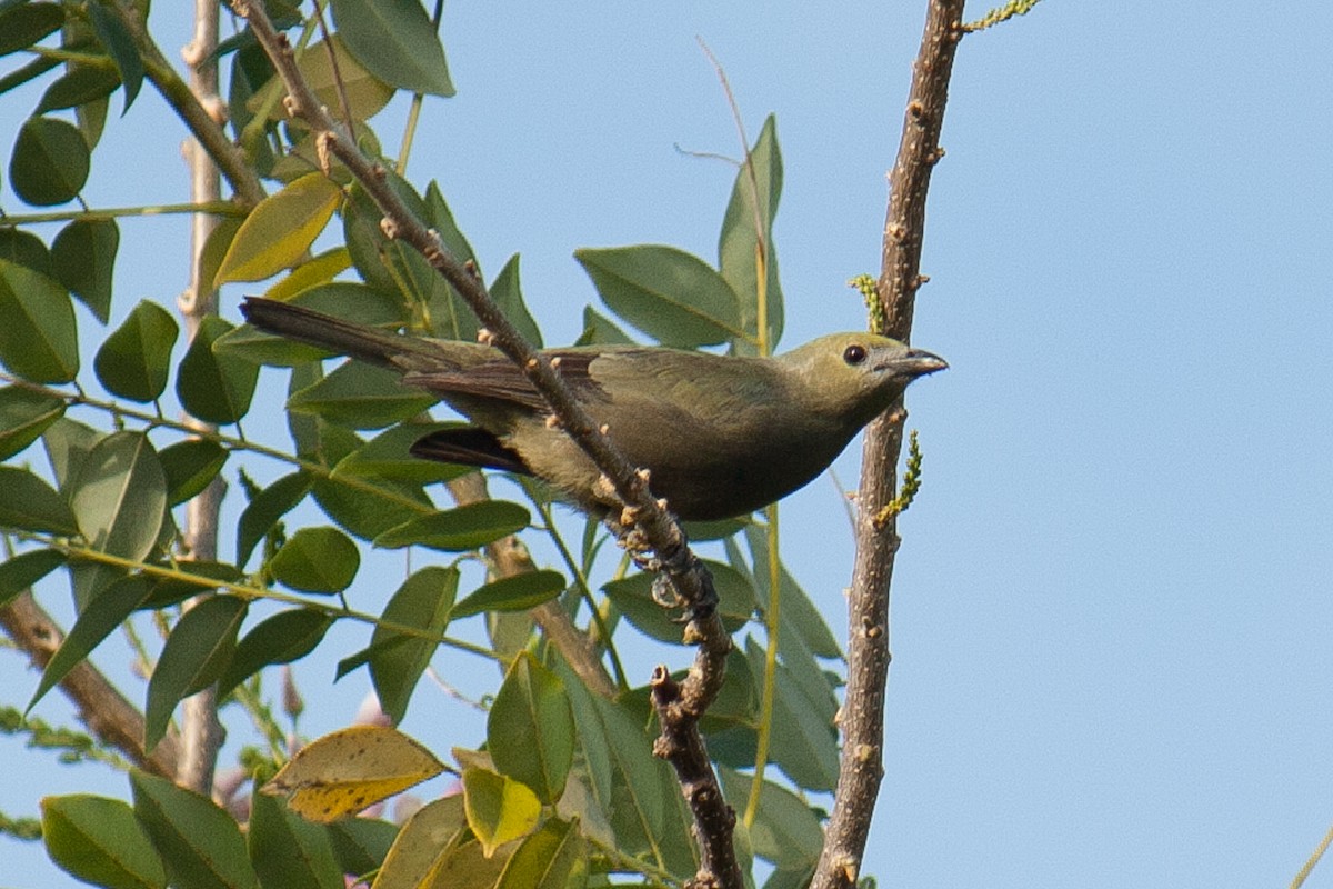 Palm Tanager - ML620570504