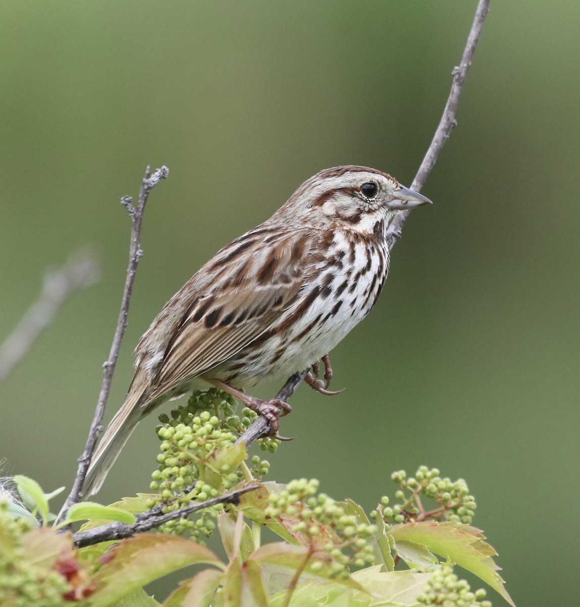 Song Sparrow - ML620570512