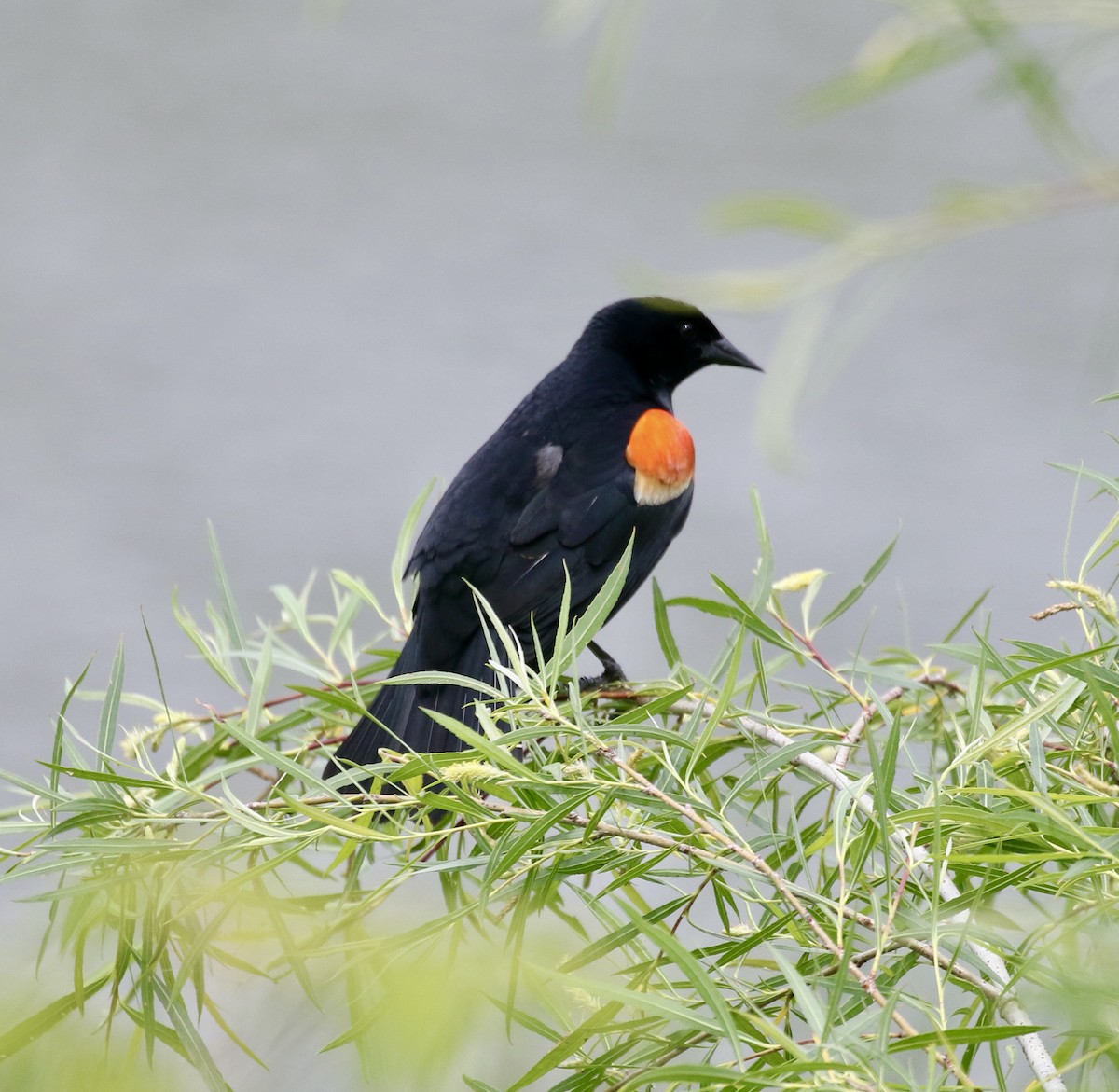 Red-winged Blackbird - ML620570517