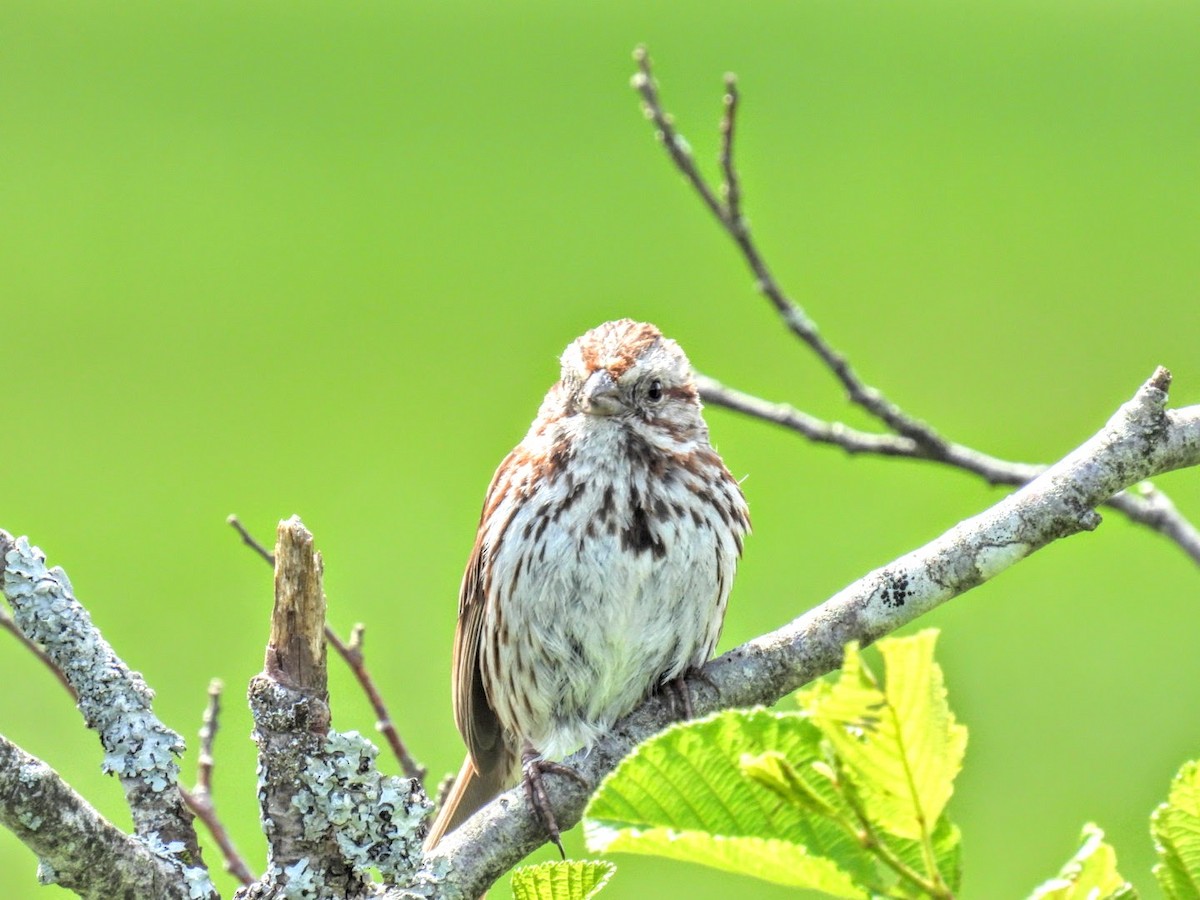 Song Sparrow - ML620570520