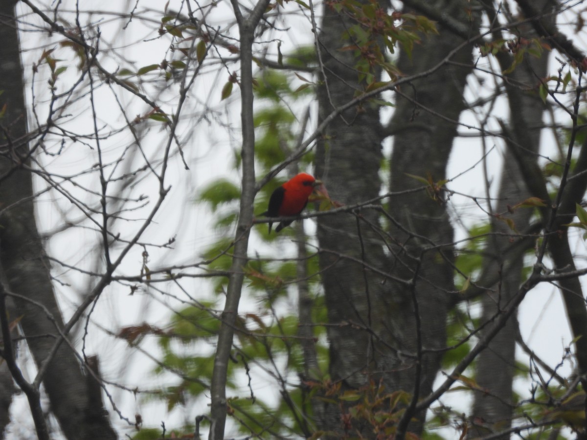 Scarlet Tanager - ML620570523