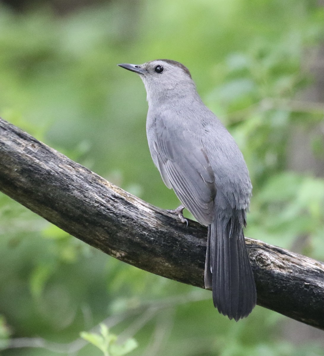 Pájaro Gato Gris - ML620570524