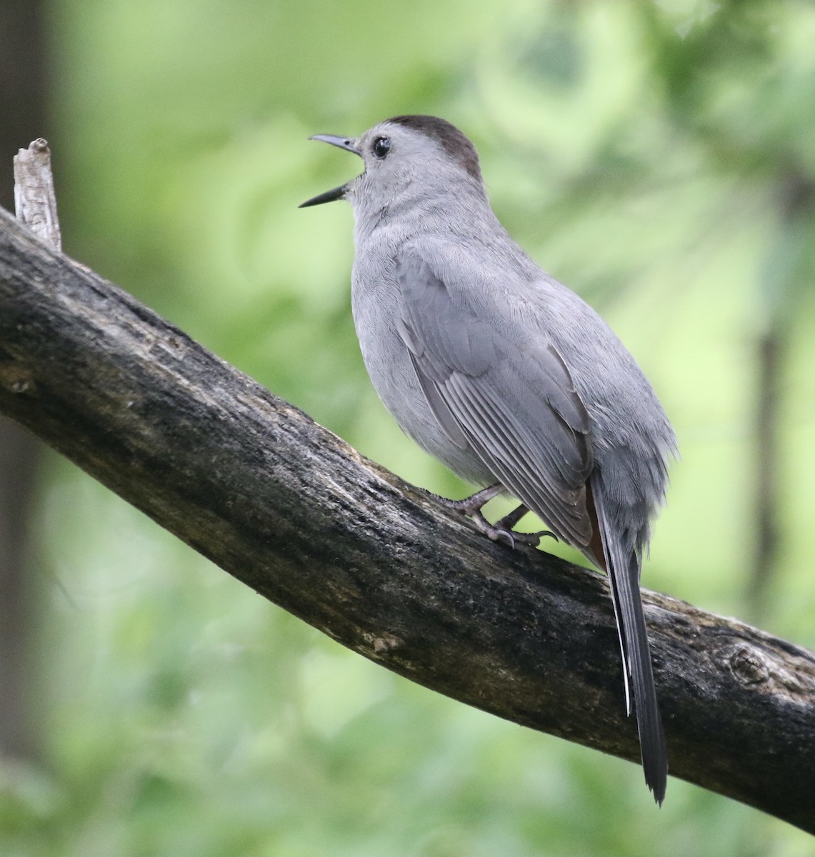 Gray Catbird - ML620570525