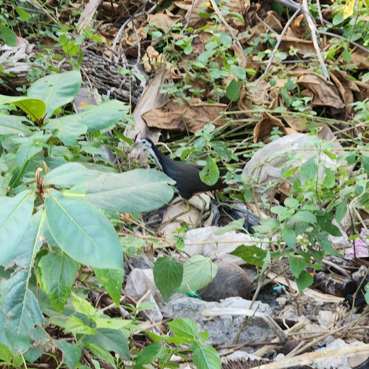 White-breasted Waterhen - ML620570544