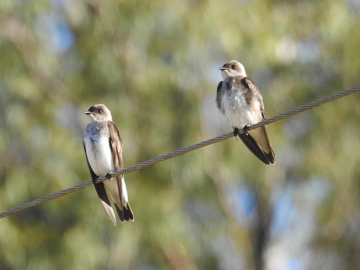 Bank Swallow - ML620570553