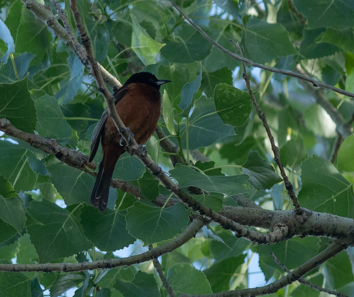 Orchard Oriole - ML620570555