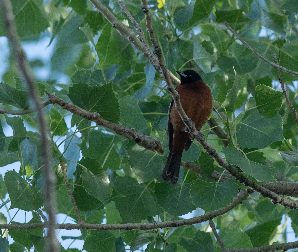 Orchard Oriole - Ethan Cleveland