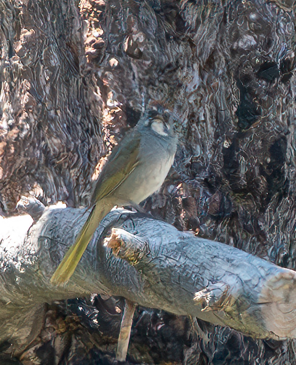 Green-tailed Towhee - ML620570557