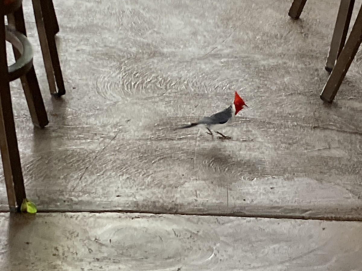 Red-crested Cardinal - ML620570561