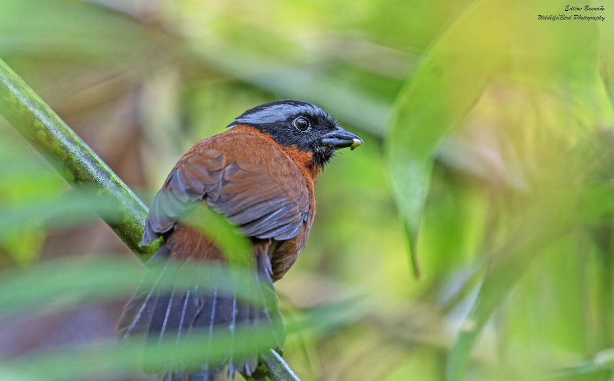 Tanager Finch - Edison Buenano