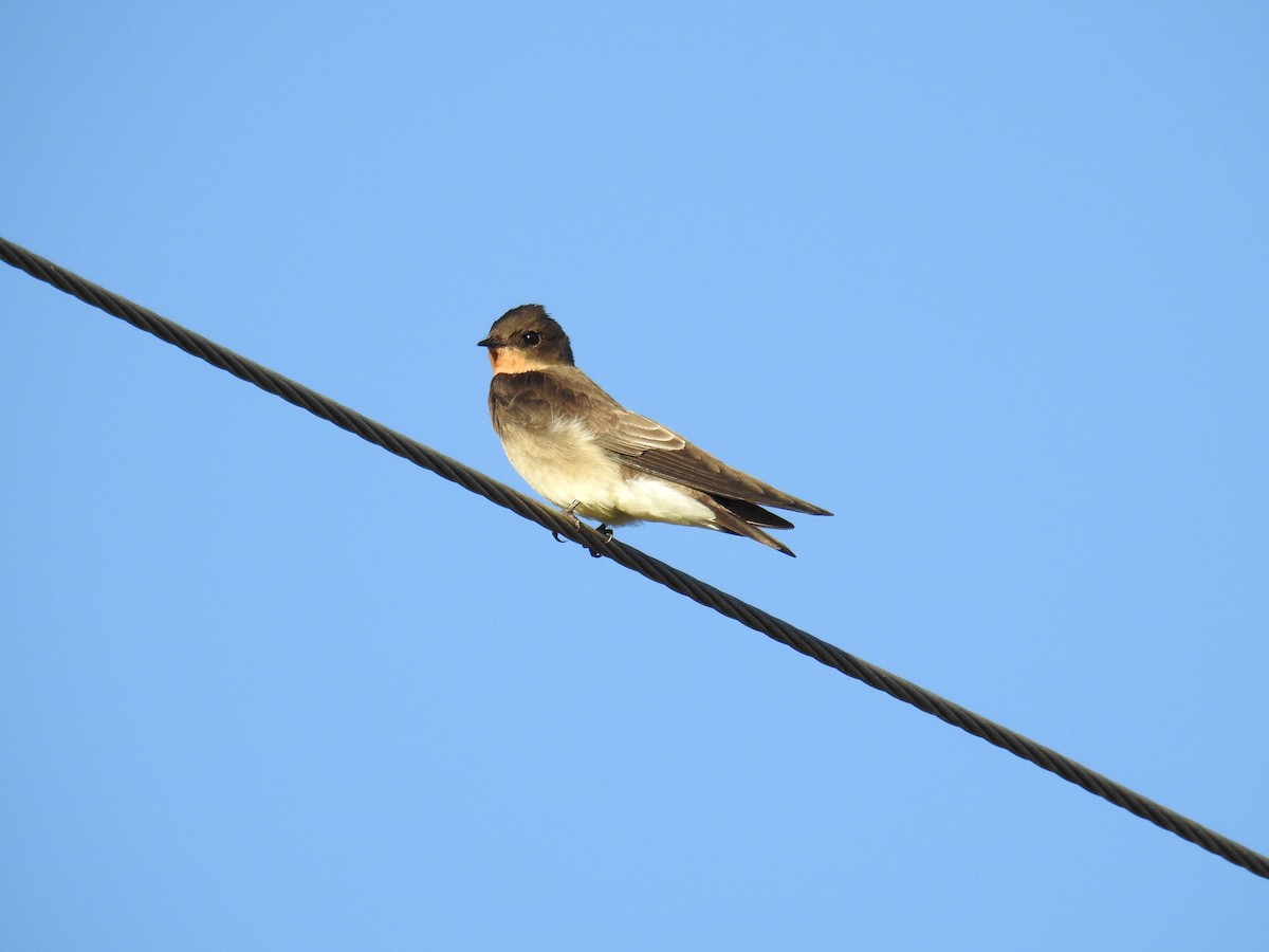 Hirondelle à gorge rousse - ML620570567