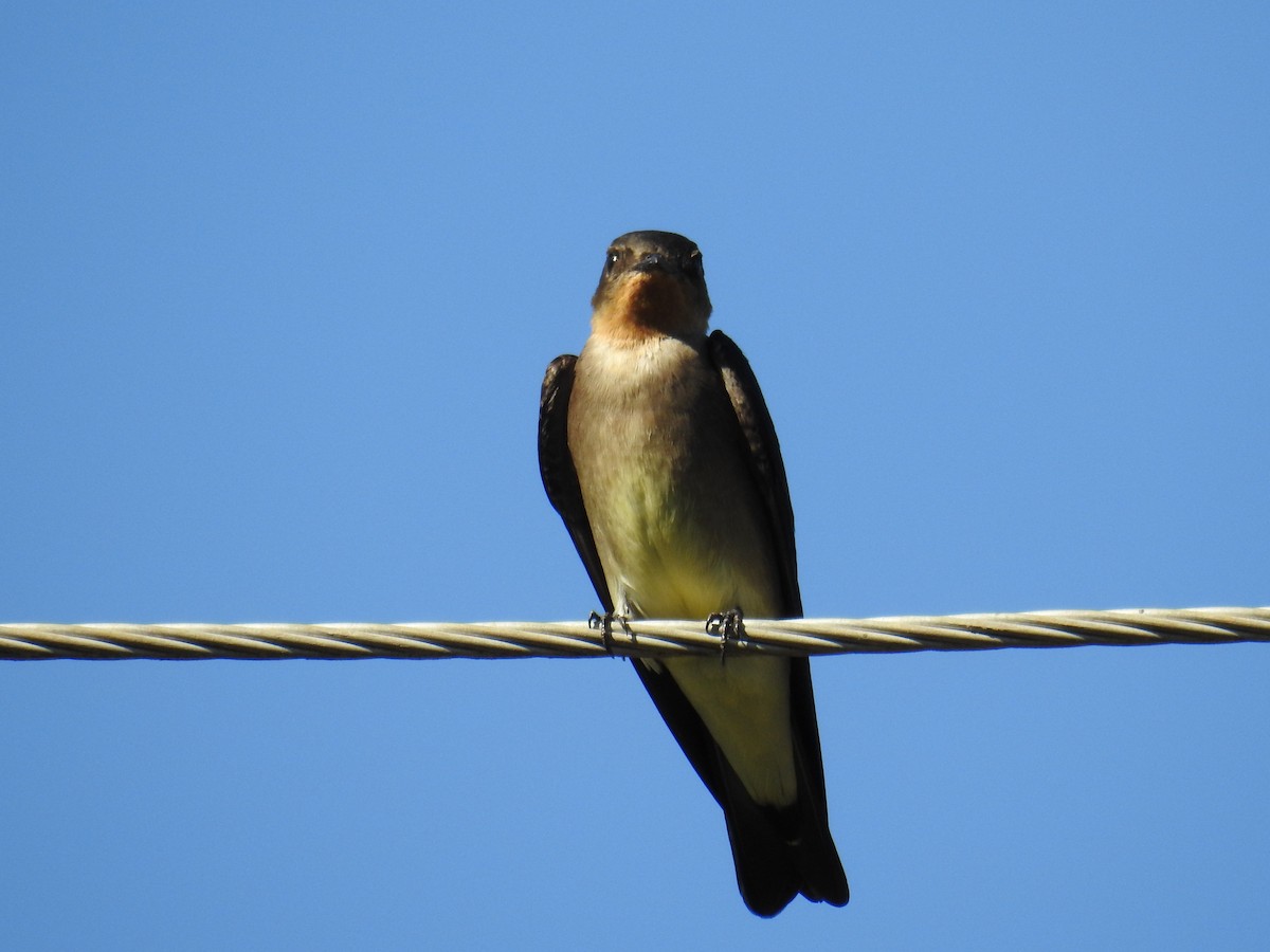 Southern Rough-winged Swallow - ML620570568