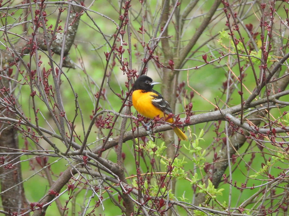 Baltimore Oriole - ML620570572