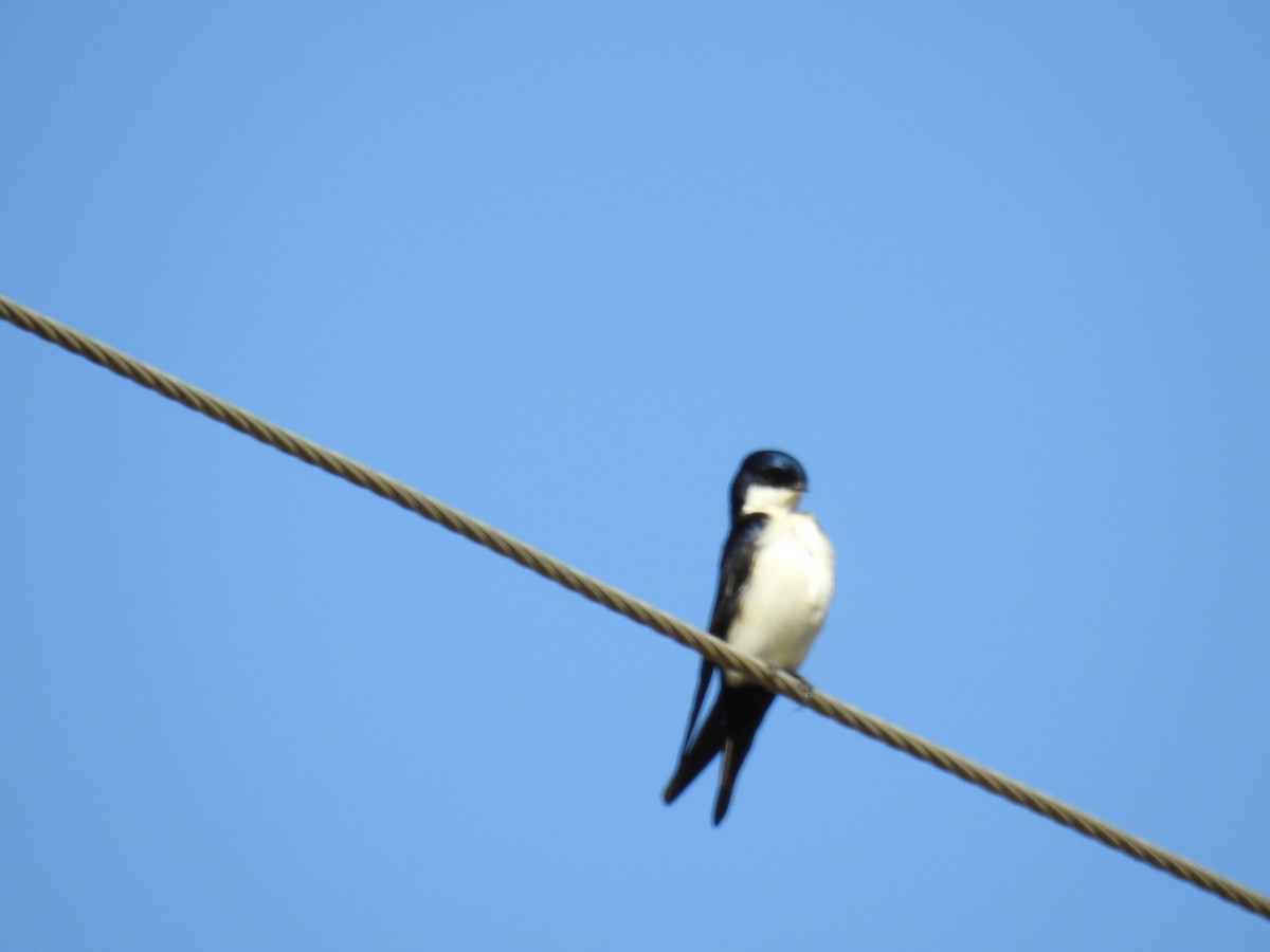 Blue-and-white Swallow - ML620570577