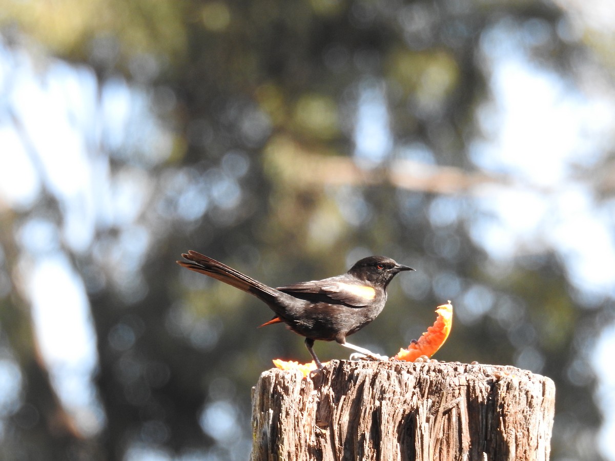 Variable Oriole - ML620570587