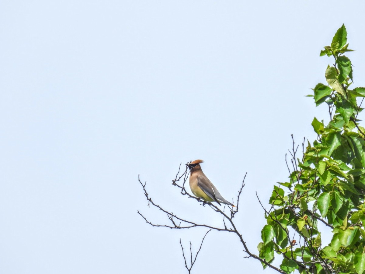 Cedar Waxwing - Donna DeJong