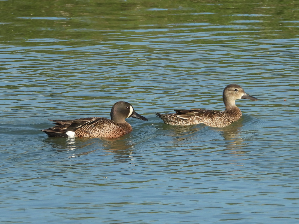 Blue-winged Teal - ML620570600